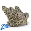 Mother of Berries Strain - 1
