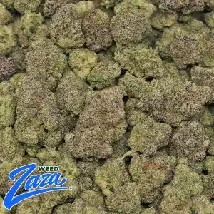 Mochilatto Strain - 2