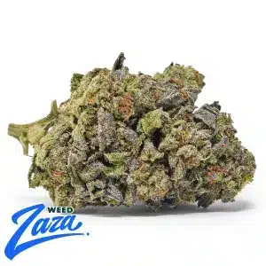 Italian Ice Strain - 1