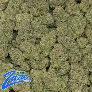 Kinglato Strain - 2