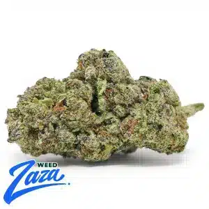 Kinglato Strain - 1