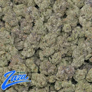 Blueberry DLG Strain - 2