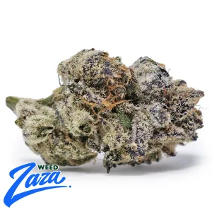Blueberry DLG Strain - 1