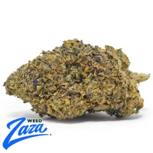Old Stock Strain - 1